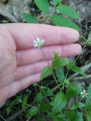Moehringia trinervia