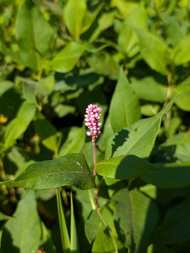 water smartweed
