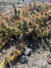 Grusonia schottii, photograph (c) Ulises Pinedo, some rights reserved (CC BY)