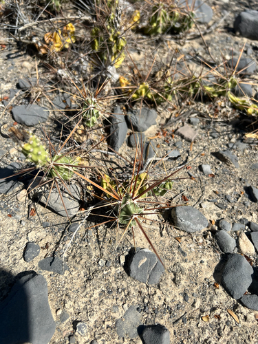 Grusonia schottii