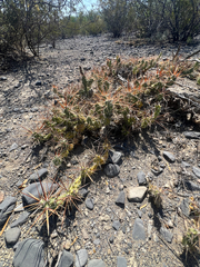 Grusonia schottii, photograph (c) Ulises Pinedo, some rights reserved (CC BY)
