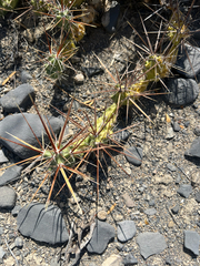 Grusonia schottii, photograph (c) Ulises Pinedo, some rights reserved (CC BY)