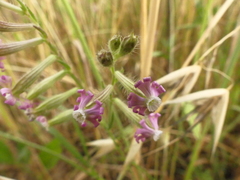 Silene bellidifolia