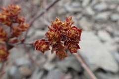 Myrica gale tomentosa