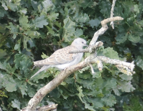 European Turtle-Dove
