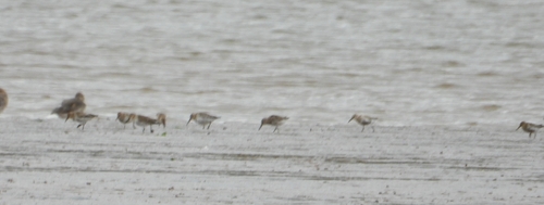 Dunlin