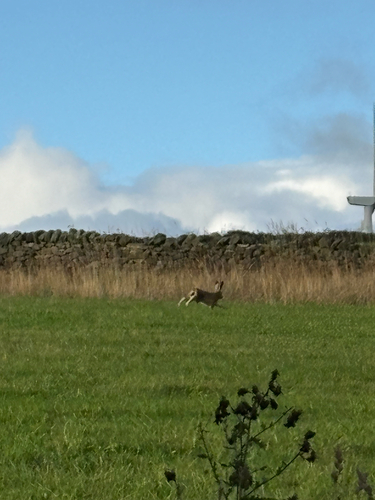 Brown Hare