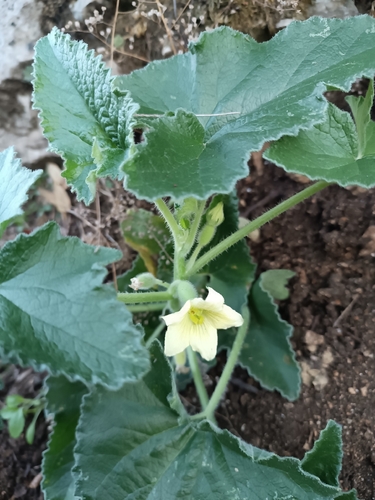 squirting cucumber