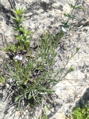 Eritrichium pauciflorum