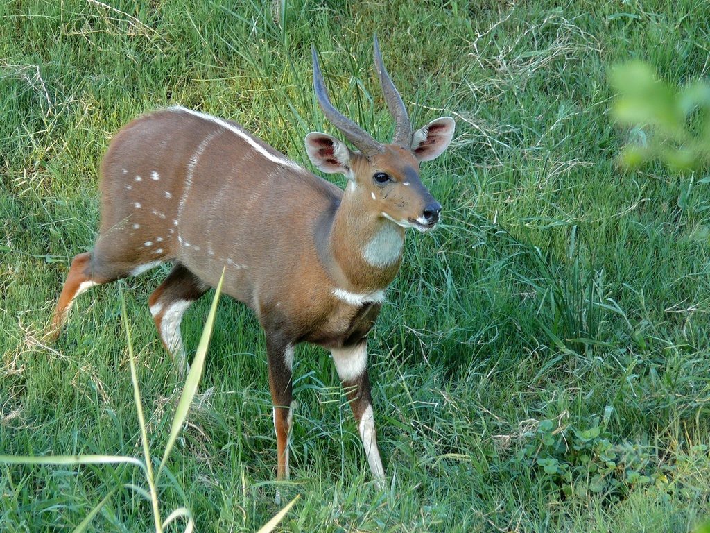 Bushbuck
