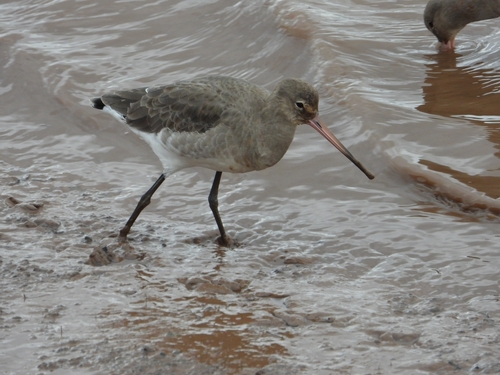 Black-tailed Godwit