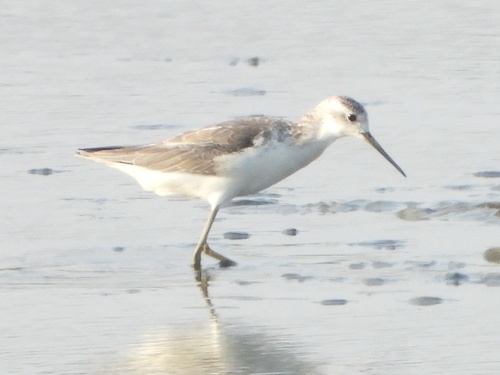 Marsh Sandpiper
