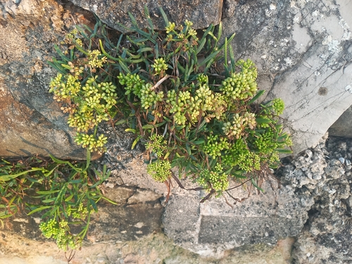 rock samphire
