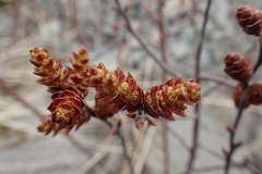 Myrica gale tomentosa