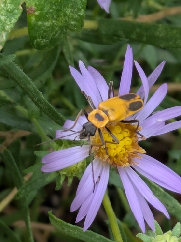 Goldenrod Soldier Beetle