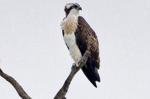 Osprey