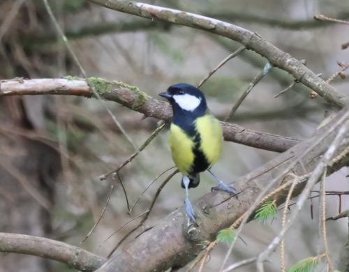 Great Tit