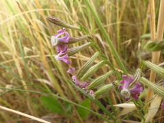 Silene bellidifolia