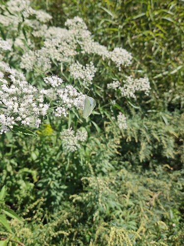 Small White