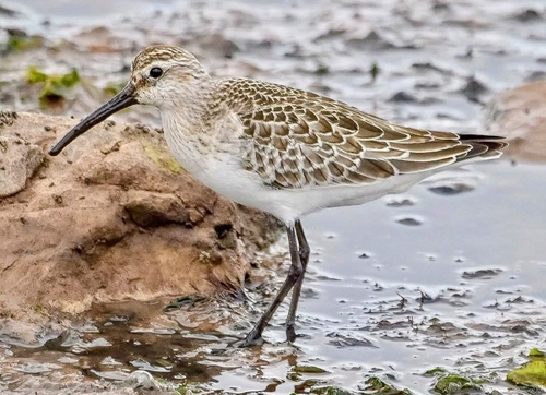 Curlew Sandpiper