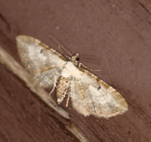 Bordered Pug