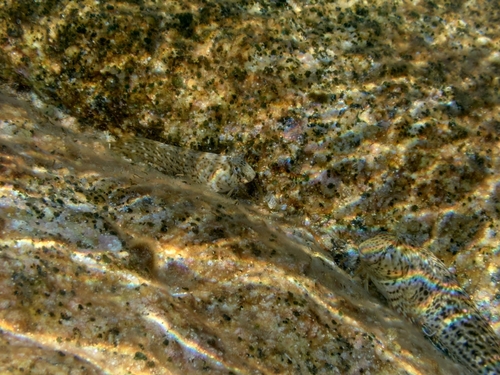 Rusty Blenny