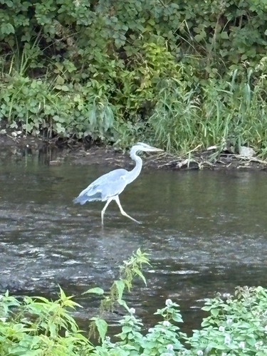 Grey Heron