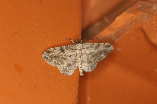 Willow Beauty