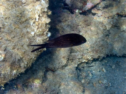Mediterranean Damselfish