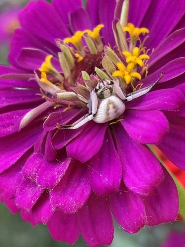 White-banded Crab Spider
