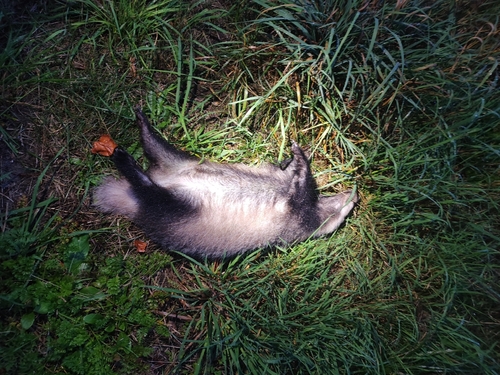 European Badger