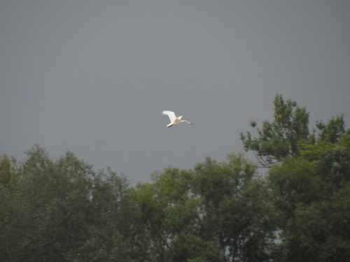 Mute Swan