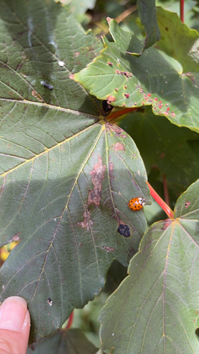 Asian Lady Beetle