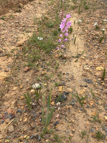Watsonia marginata, photograph 1