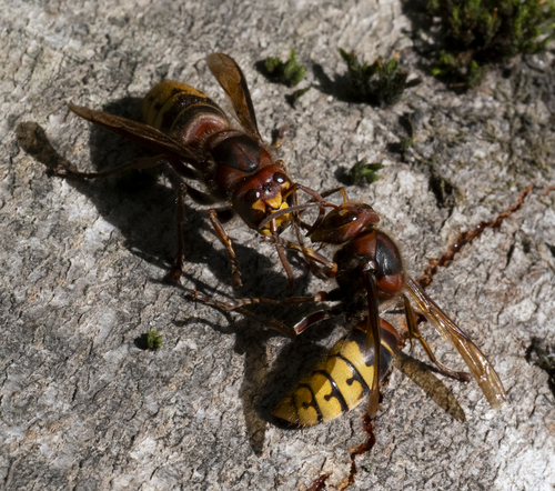 European Hornet