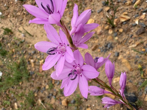 Watsonia marginata, photograph 2