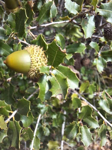 Kermes oak