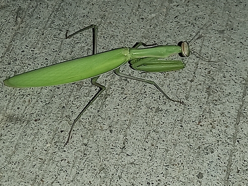 European Mantis