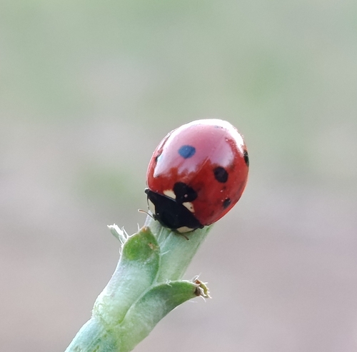 Seven-spotted Lady Beetle