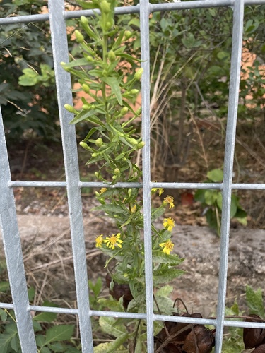 false yellowhead