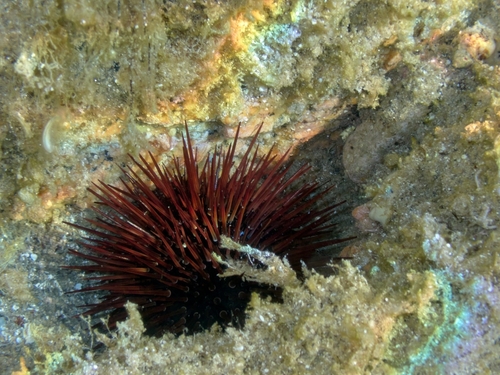 Atlantic Purple Sea Urchin