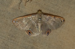 Ophthalmoblysis plutus