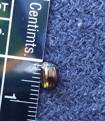 Chrysolina americana