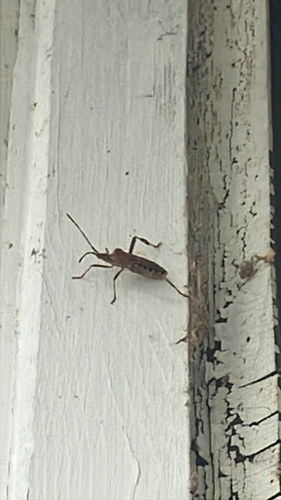 Western Conifer Seed Bug