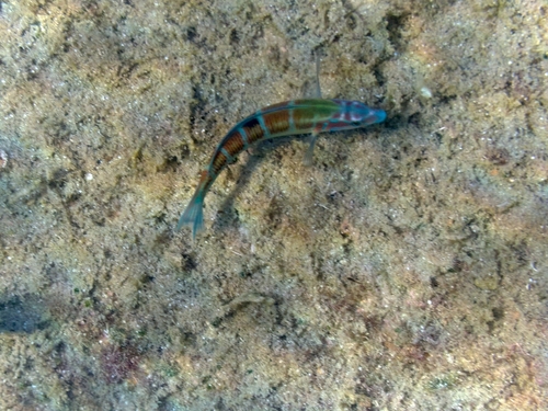 Ornate Wrasse