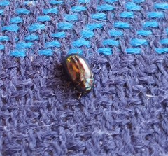 Chrysolina americana