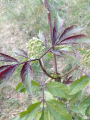 Sambucus racemosa