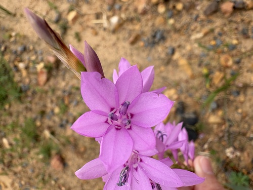Watsonia marginata