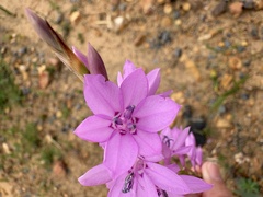 Watsonia marginata