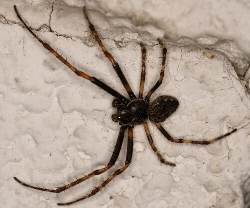 Walnut Orbweaver